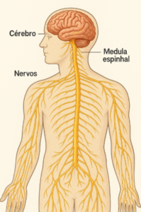 o que é neurocirurgião