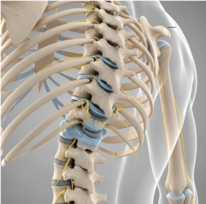 anatomia espondilose torácica anatomia espondilose torácica